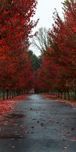 Árboles,Otoño,Carreteras,Paisaje