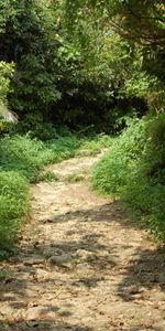 Landscape,Trees,Roads,Bush