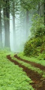 Landscape,Trees,Roads,Bush