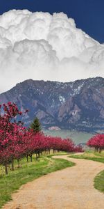 Arbres,Routes,Nuages,Montagnes,Paysage