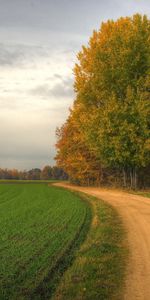 Landscape,Trees,Roads,Fields