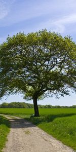 Landscape,Trees,Roads,Fields