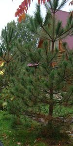 Landscape,Trees,Roads,Houses