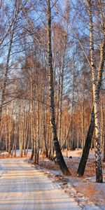 Árboles,Nieve,Paisaje,Carreteras