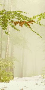 Landscape,Trees,Roads,Snow