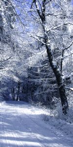 Routes,Arbres,Hiver,Neige,Paysage