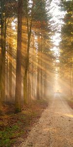 Landscape,Trees,Roads,Sun