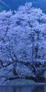 Arbres,Paysage,Sakura