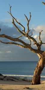 Landscape,Trees,Sea