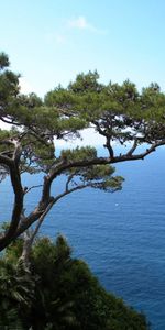 Landscape,Trees,Sea