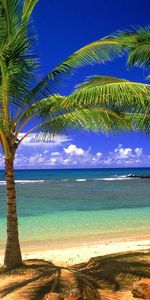 Paisaje,Árboles,Palms,Mar,Playa