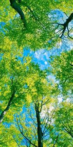 Arbres,Sky,Paysage