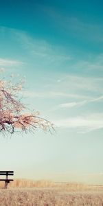 Arbres,Sky,Paysage