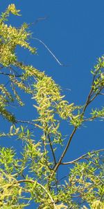 Arbres,Sky,Paysage