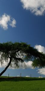 Arbres,Paysage,Sky