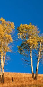 Árboles,Los Campos,Cielo,Otoño,Paisaje