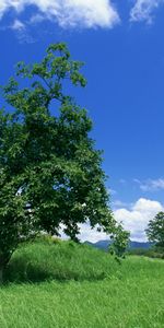 Nuages,Arbres,Sky,Paysage