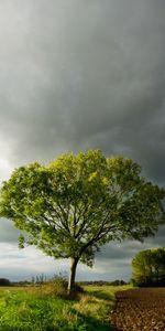 Árboles,Cielo,Nubes,Los Campos,Paisaje