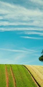 Árboles,Los Campos,Cielo,Nubes,Paisaje