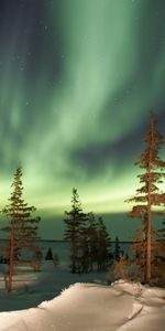 Landscape,Trees,Sky,Night,Shining,Snow,Stars