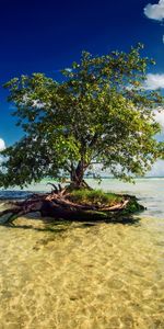 Nuages,Sky,Paysage,Arbres,Mer