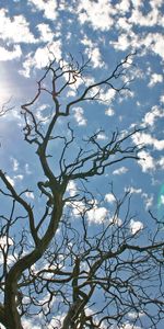 Landscape,Trees,Sky,Sun