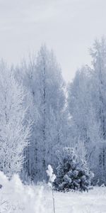 Nieve,Paisaje,Árboles