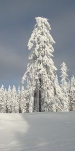 Árboles,Nieve,Paisaje