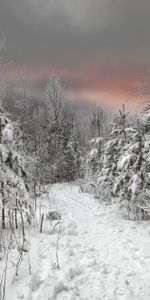 Árboles,Paisaje,Nieve