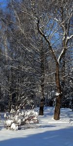 Paisaje,Nieve,Árboles