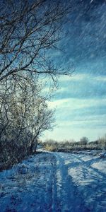 Landscape,Trees,Snow