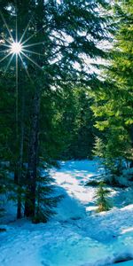 Landscape,Trees,Snow,Fir Trees,Winter