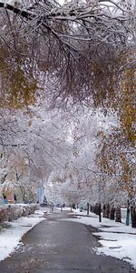 Paisaje,Árboles,Calles,Nieve