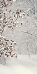 Landscape,Trees,Snow,Winter