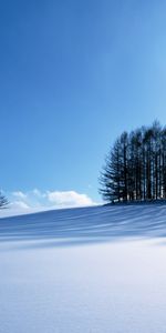 Arbres,Neige,Hiver,Paysage