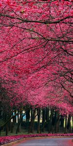 Arbres,Paysage,Streets