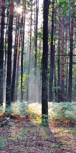 Landscape,Trees,Sun