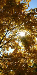 Landscape,Trees,Sun,Autumn