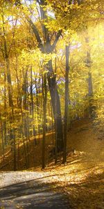 Landscape,Trees,Sun,Autumn