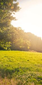 Landscape,Trees,Sun,Fields