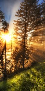 Landscape,Trees,Sun,Pine