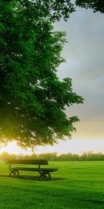 Arbres,Coucher De Soleil,Paysage