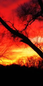 Landscape,Trees,Sunset