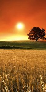 Landscape,Trees,Sunset,Fields