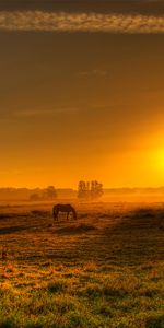 Landscape,Trees,Sunset,Fields,Horses