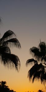 Árboles,Puesta Del Sol,Palms,Paisaje