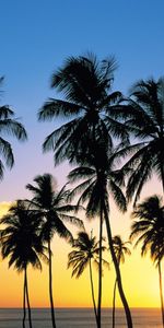 Árboles,Puesta Del Sol,Paisaje,Mar,Palms