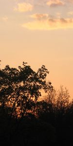 Arbres,Sky,Paysage,Coucher De Soleil