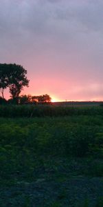 Landscape,Trees,Sunset,Sky,Fields