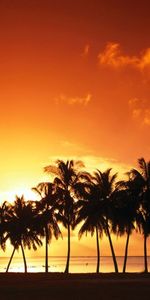 Sky,Arbres,Palms,Coucher De Soleil,Paysage